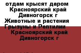 отдам крысят даром - Красноярский край, Дивногорск г. Животные и растения » Грызуны и Рептилии   . Красноярский край,Дивногорск г.